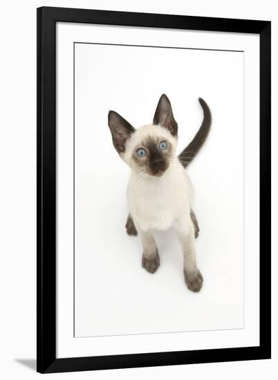 Siamese Kitten, 10 Weeks, Looking Up-Mark Taylor-Framed Photographic Print