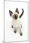 Siamese Kitten, 10 Weeks, Looking Up-Mark Taylor-Mounted Photographic Print