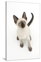 Siamese Kitten, 10 Weeks, Looking Up-Mark Taylor-Stretched Canvas