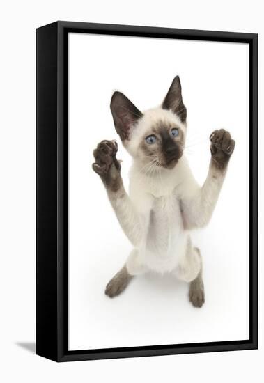 Siamese Kitten, 10 Weeks, Reaching Up-Mark Taylor-Framed Stretched Canvas