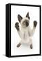 Siamese Kitten, 10 Weeks, Reaching Up-Mark Taylor-Framed Stretched Canvas