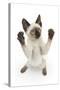 Siamese Kitten, 10 Weeks, Reaching Up-Mark Taylor-Stretched Canvas