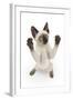 Siamese Kitten, 10 Weeks, Reaching Up-Mark Taylor-Framed Premium Photographic Print