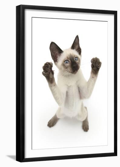 Siamese Kitten, 10 Weeks, Reaching Up-Mark Taylor-Framed Premium Photographic Print