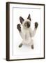 Siamese Kitten, 10 Weeks, Reaching Up-Mark Taylor-Framed Premium Photographic Print