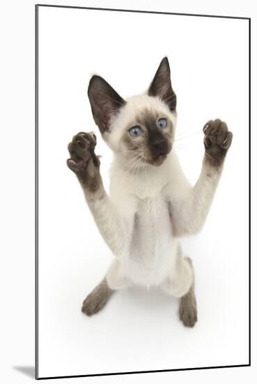 Siamese Kitten, 10 Weeks, Reaching Up-Mark Taylor-Mounted Premium Photographic Print