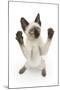 Siamese Kitten, 10 Weeks, Reaching Up-Mark Taylor-Mounted Premium Photographic Print