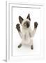 Siamese Kitten, 10 Weeks, Reaching Up-Mark Taylor-Framed Photographic Print