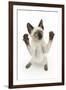 Siamese Kitten, 10 Weeks, Reaching Up-Mark Taylor-Framed Photographic Print