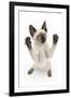 Siamese Kitten, 10 Weeks, Reaching Up-Mark Taylor-Framed Photographic Print