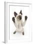 Siamese Kitten, 10 Weeks, Reaching Up-Mark Taylor-Framed Photographic Print