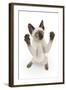 Siamese Kitten, 10 Weeks, Reaching Up-Mark Taylor-Framed Photographic Print