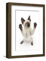 Siamese Kitten, 10 Weeks, Reaching Up-Mark Taylor-Framed Photographic Print