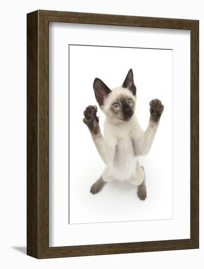 Siamese Kitten, 10 Weeks, Reaching Up-Mark Taylor-Framed Photographic Print