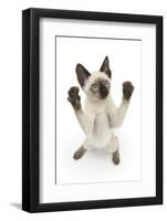 Siamese Kitten, 10 Weeks, Reaching Up-Mark Taylor-Framed Photographic Print