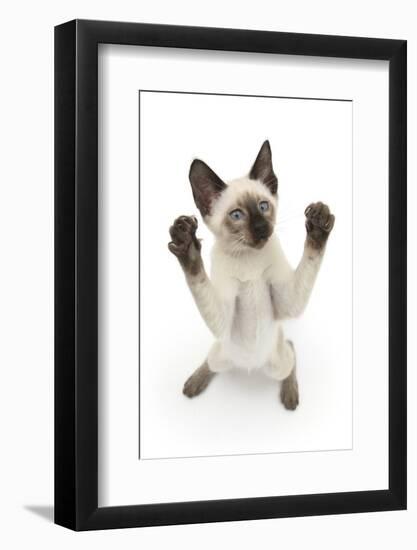 Siamese Kitten, 10 Weeks, Reaching Up-Mark Taylor-Framed Photographic Print