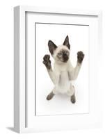 Siamese Kitten, 10 Weeks, Reaching Up-Mark Taylor-Framed Photographic Print