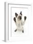 Siamese Kitten, 10 Weeks, Reaching Up-Mark Taylor-Framed Photographic Print