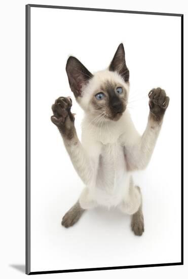 Siamese Kitten, 10 Weeks, Reaching Up-Mark Taylor-Mounted Photographic Print