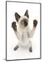 Siamese Kitten, 10 Weeks, Reaching Up-Mark Taylor-Mounted Photographic Print