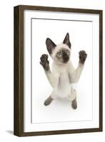 Siamese Kitten, 10 Weeks, Reaching Up-Mark Taylor-Framed Photographic Print