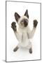 Siamese Kitten, 10 Weeks, Reaching Up-Mark Taylor-Mounted Photographic Print