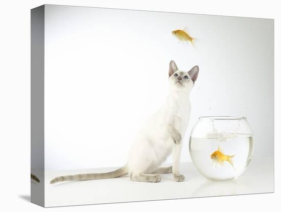 Siamese kitten with jumping goldfish-Steve Lupton-Stretched Canvas