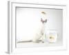 Siamese kitten with jumping goldfish-Steve Lupton-Framed Photographic Print