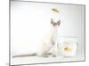 Siamese kitten with jumping goldfish-Steve Lupton-Mounted Photographic Print