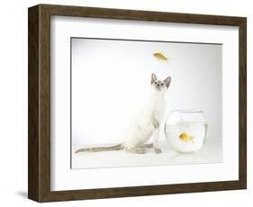 Siamese kitten with jumping goldfish-Steve Lupton-Framed Photographic Print