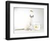 Siamese kitten with jumping goldfish-Steve Lupton-Framed Photographic Print