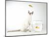 Siamese kitten with jumping goldfish-Steve Lupton-Mounted Photographic Print