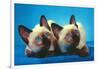 Siamese Kittens-null-Framed Art Print