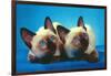 Siamese Kittens-null-Framed Art Print