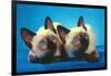 Siamese Kittens-null-Framed Art Print