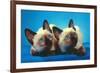 Siamese Kittens-null-Framed Premium Giclee Print