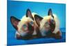 Siamese Kittens-null-Mounted Premium Giclee Print