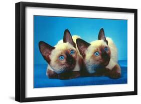 Siamese Kittens-null-Framed Art Print