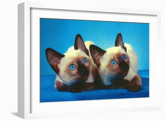 Siamese Kittens-null-Framed Art Print