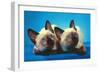 Siamese Kittens-null-Framed Art Print