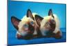 Siamese Kittens-null-Mounted Art Print