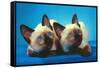 Siamese Kittens-null-Framed Stretched Canvas