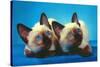 Siamese Kittens-null-Stretched Canvas