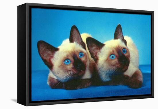 Siamese Kittens-null-Framed Stretched Canvas