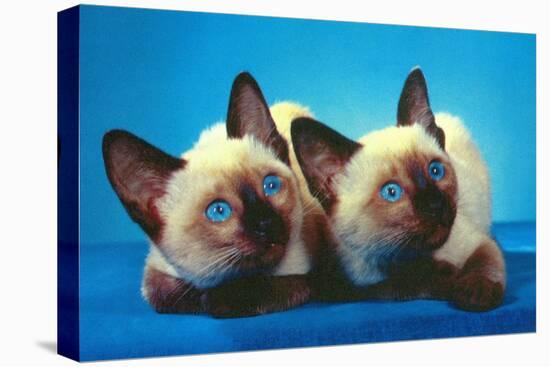 Siamese Kittens-null-Stretched Canvas