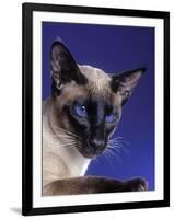 Siamese Seal Point in Studio-null-Framed Photographic Print