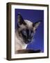 Siamese Seal Point in Studio-null-Framed Photographic Print