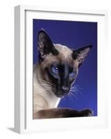 Siamese Seal Point in Studio-null-Framed Photographic Print
