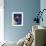 Siamese Seal Point in Studio-null-Framed Photographic Print displayed on a wall