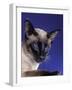 Siamese Seal Point in Studio-null-Framed Photographic Print